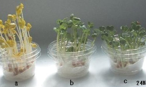 哺乳期吃啥补铁补血网 - 网站提供哺乳期吃补铁补血药对宝宝有影响吗小常识、哺乳期补铁吃什么牌子比较好